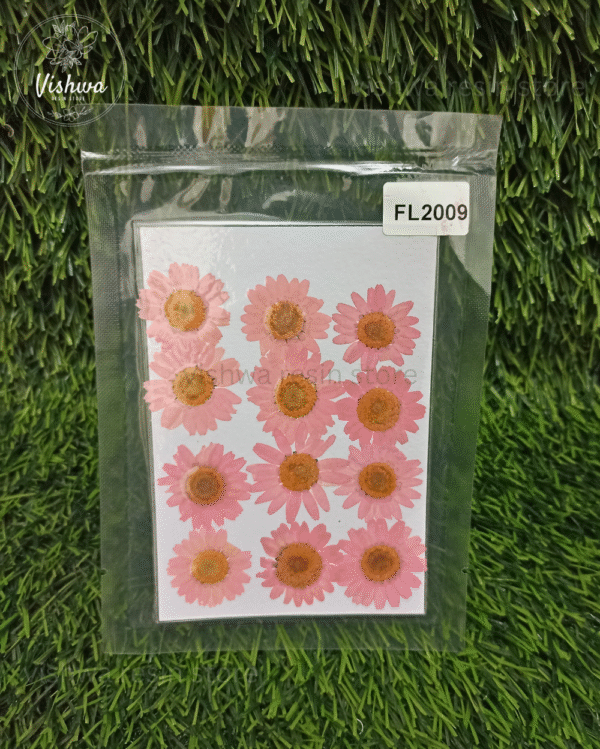 Baby Pink Daisy Pressed Dry Flower